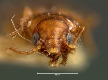Media type: image;   Entomology 5564 Aspect: head frontal view
